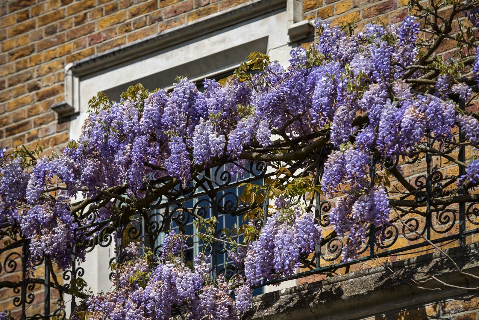 Wisteria over an iron balcony